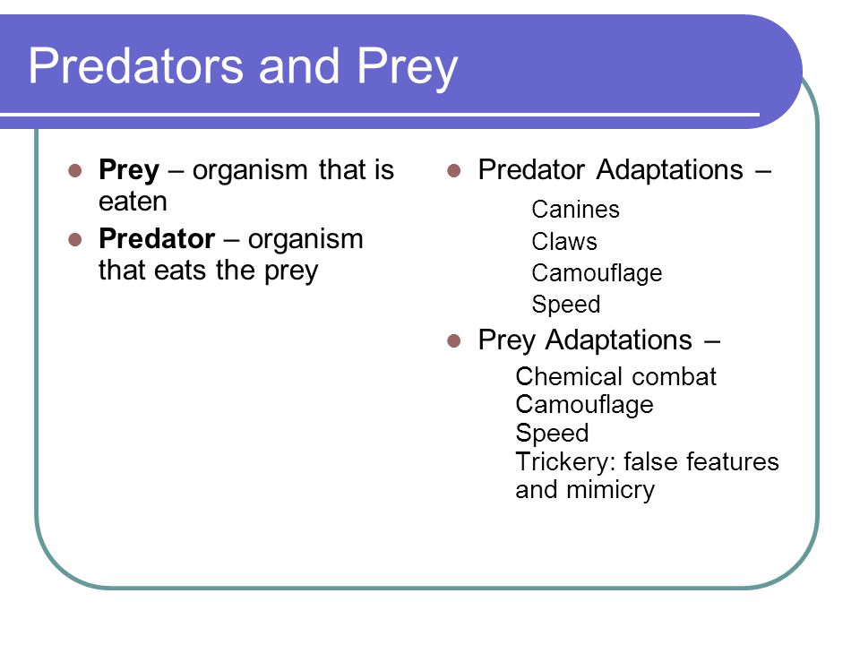 Predators and Prey Prey – organism that is eaten