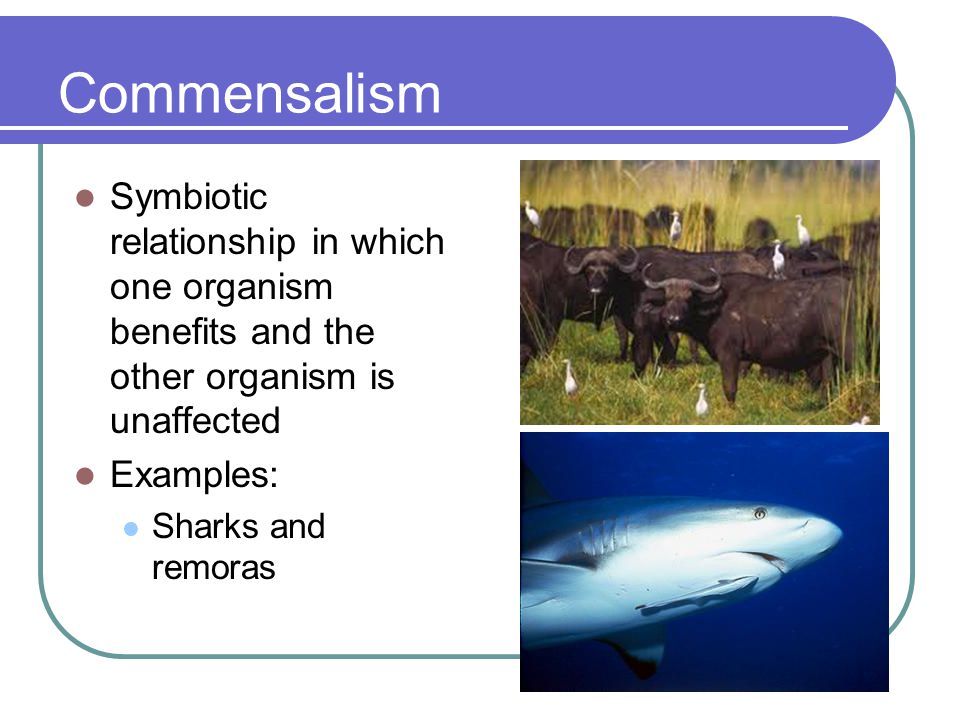 Commensalism Symbiotic relationship in which one organism benefits and the other organism is unaffected.