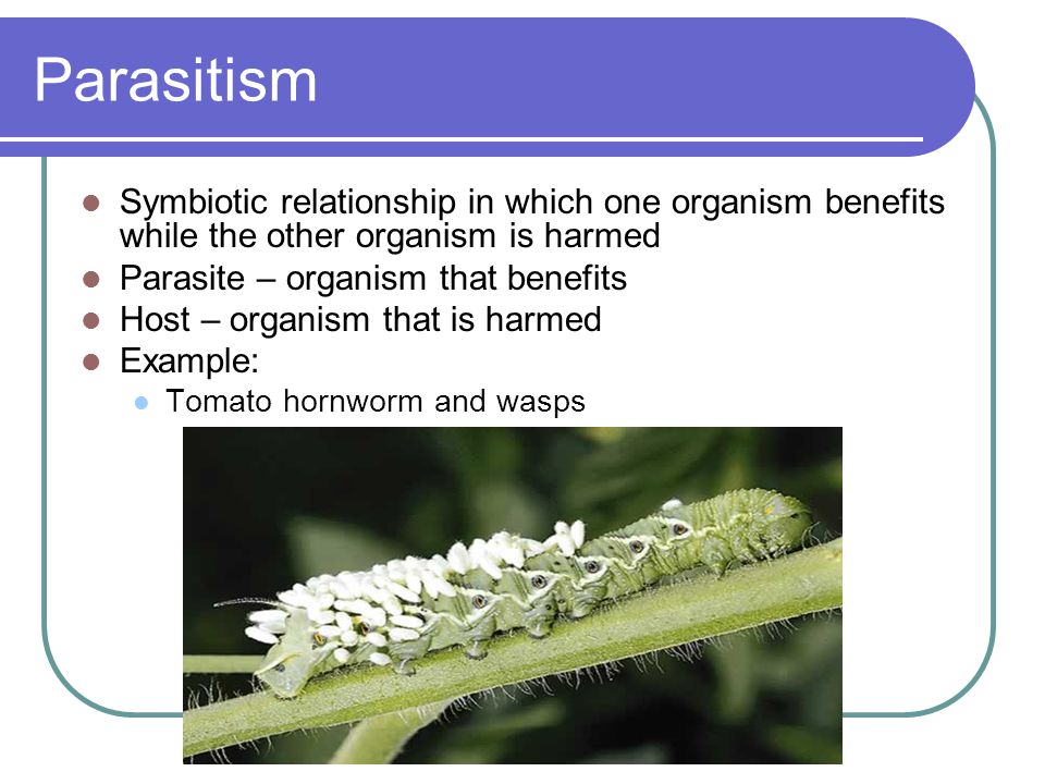 Parasitism Symbiotic relationship in which one organism benefits while the other organism is harmed.