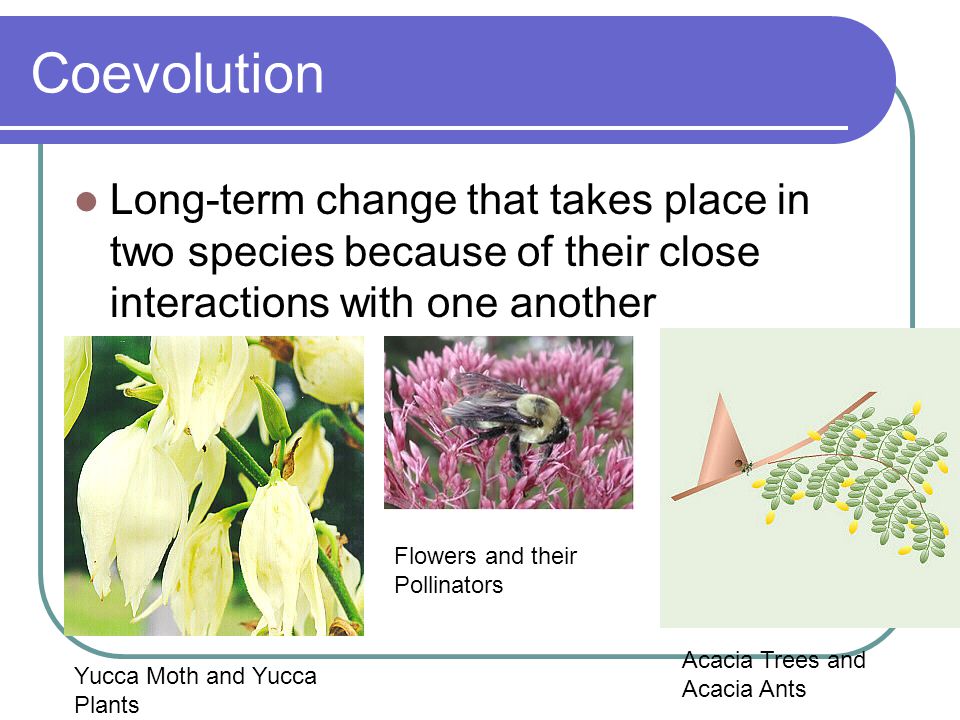 Coevolution Long-term change that takes place in two species because of their close interactions with one another.