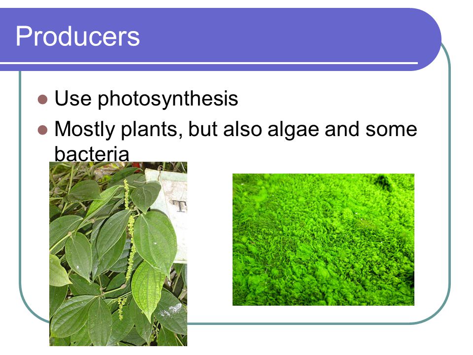 Producers Use photosynthesis
