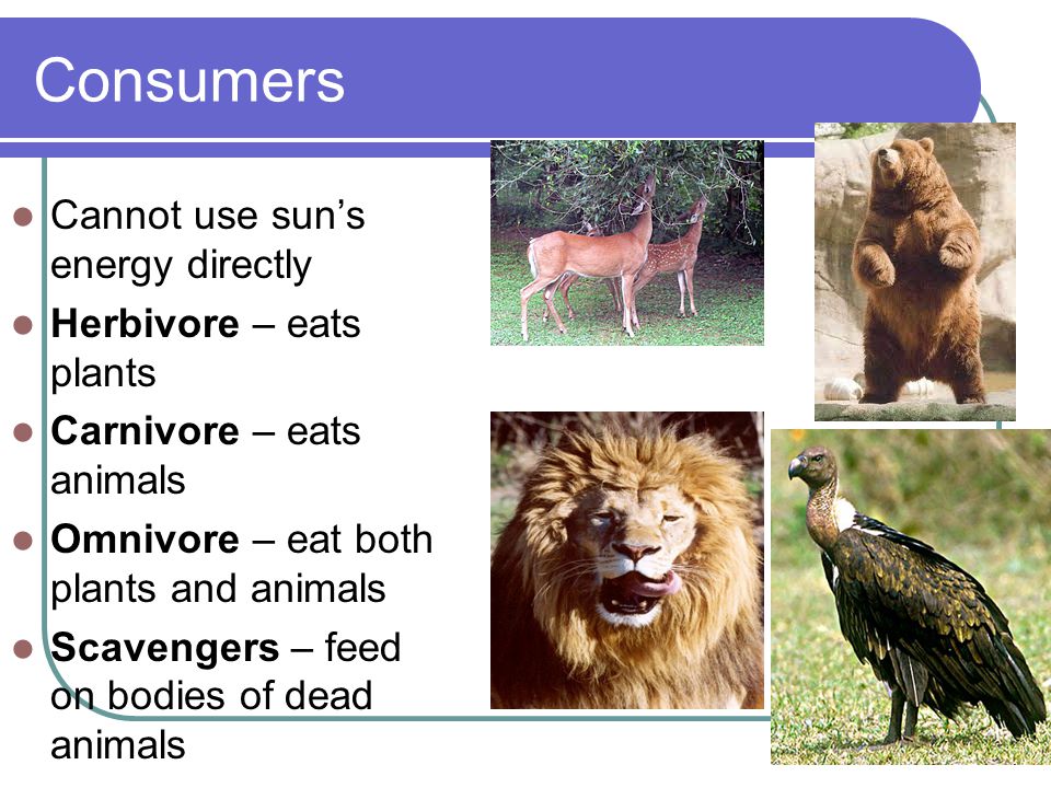 Consumers Cannot use sun’s energy directly Herbivore – eats plants