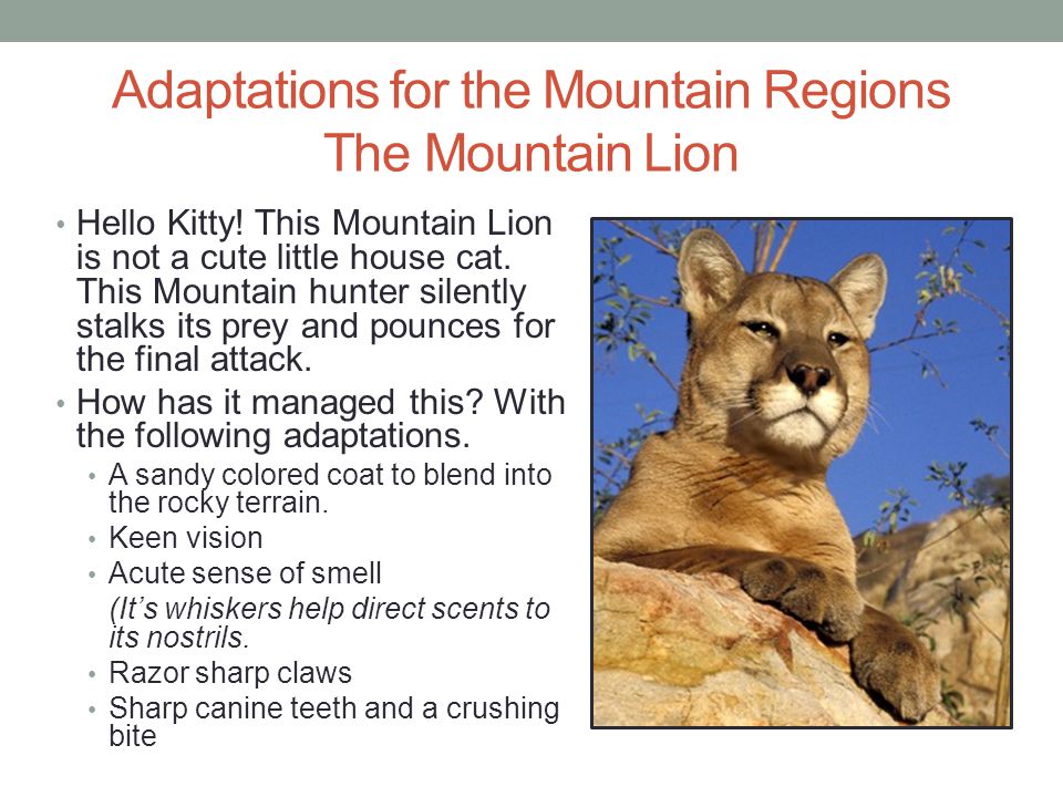 Unit 2 Adaptations Changes Over Time Adapting To Environments Ppt Video Online Download [ 720 x 960 Pixel ]