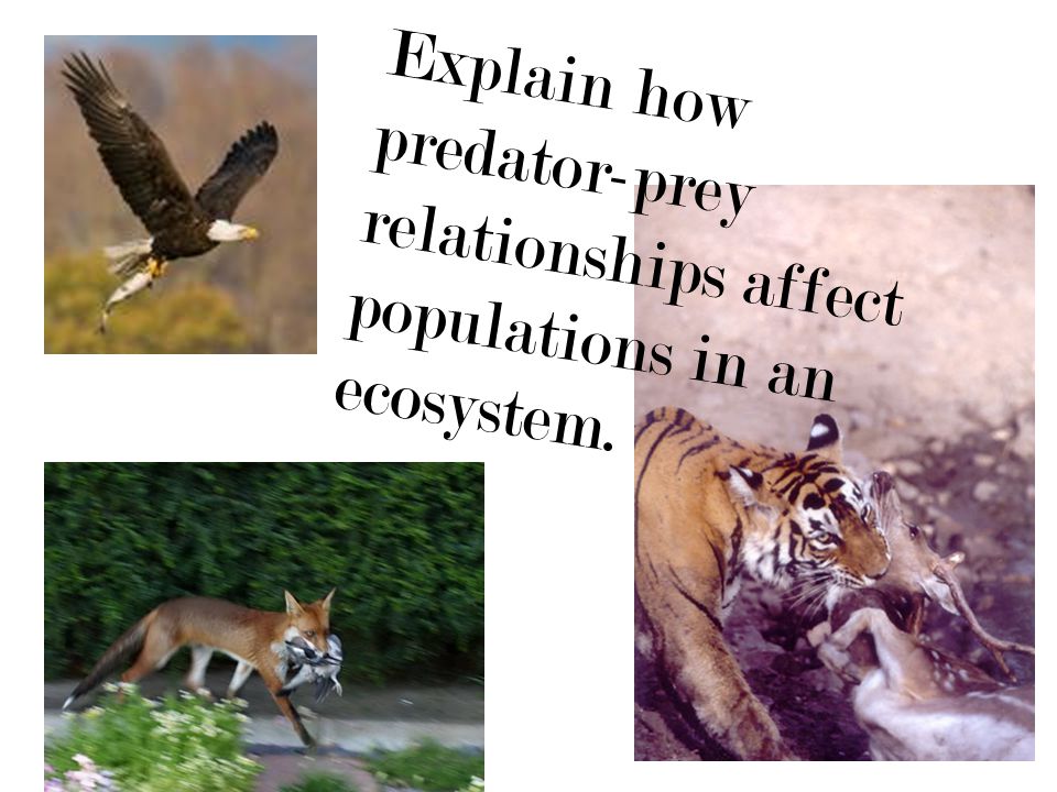 Explain how predator-prey relationships affect populations in an ecosystem.