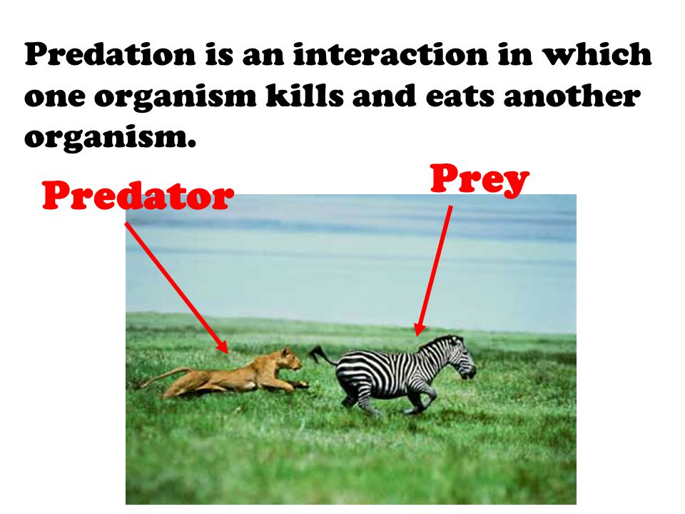 Predation is an interaction in which one organism kills and eats another organism.