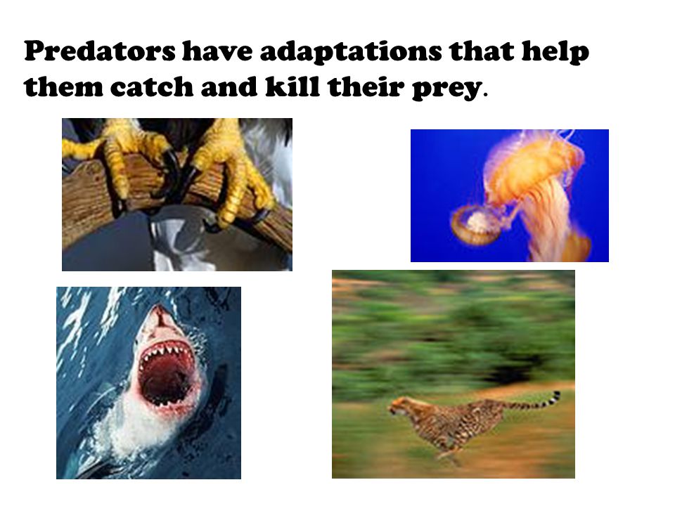 Predators have adaptations that help them catch and kill their prey.