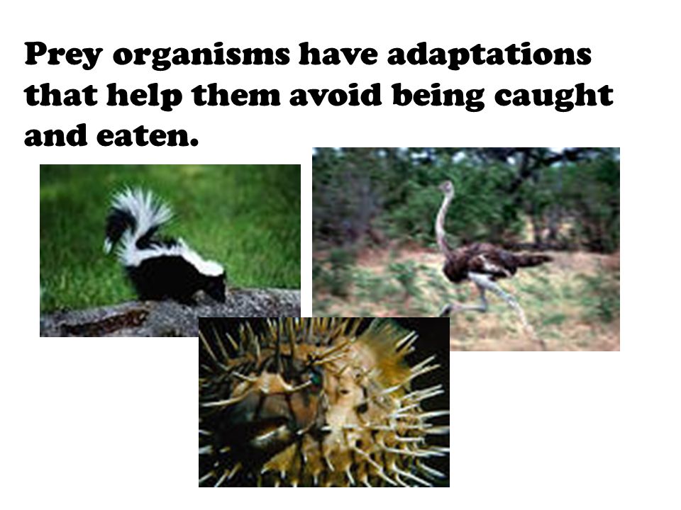 Prey organisms have adaptations that help them avoid being caught and eaten.