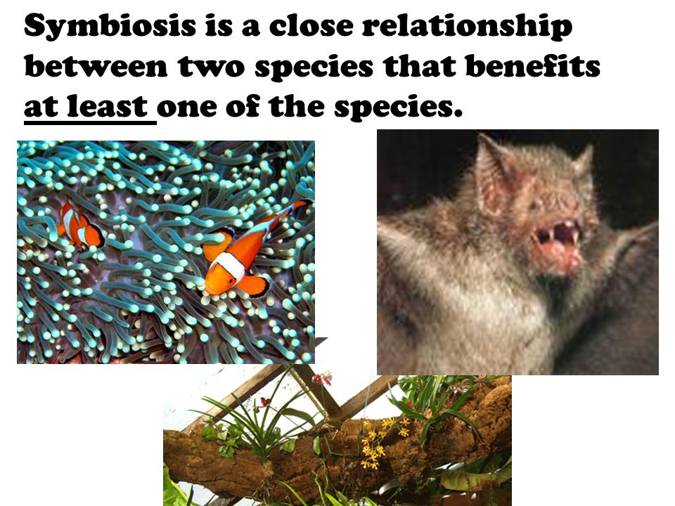 Symbiosis is a close relationship between two species that benefits at least one of the species.