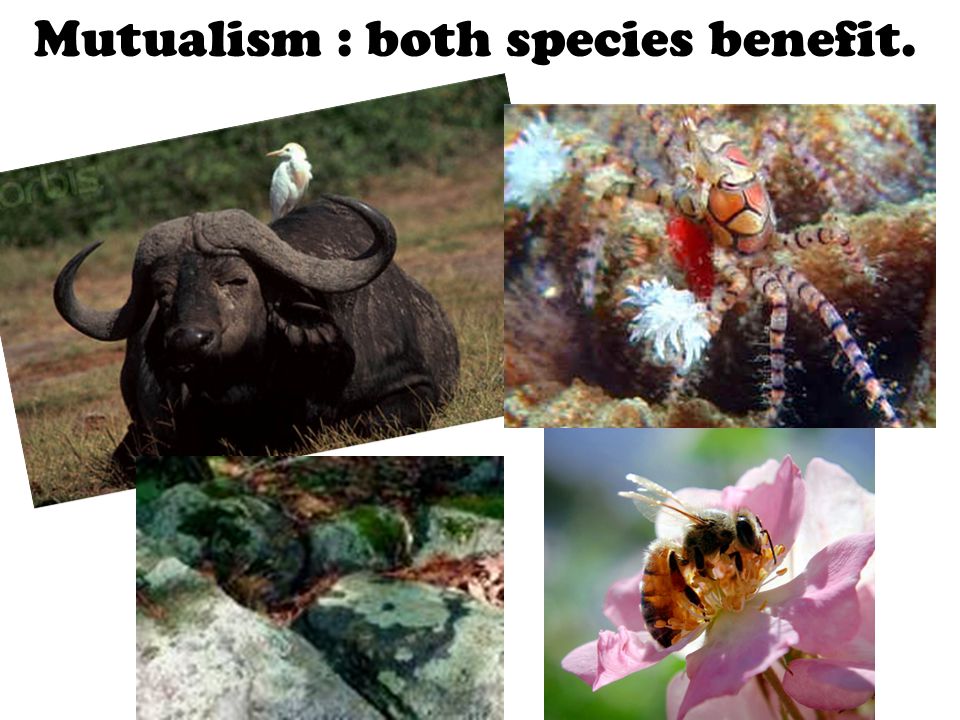 Mutualism : both species benefit.
