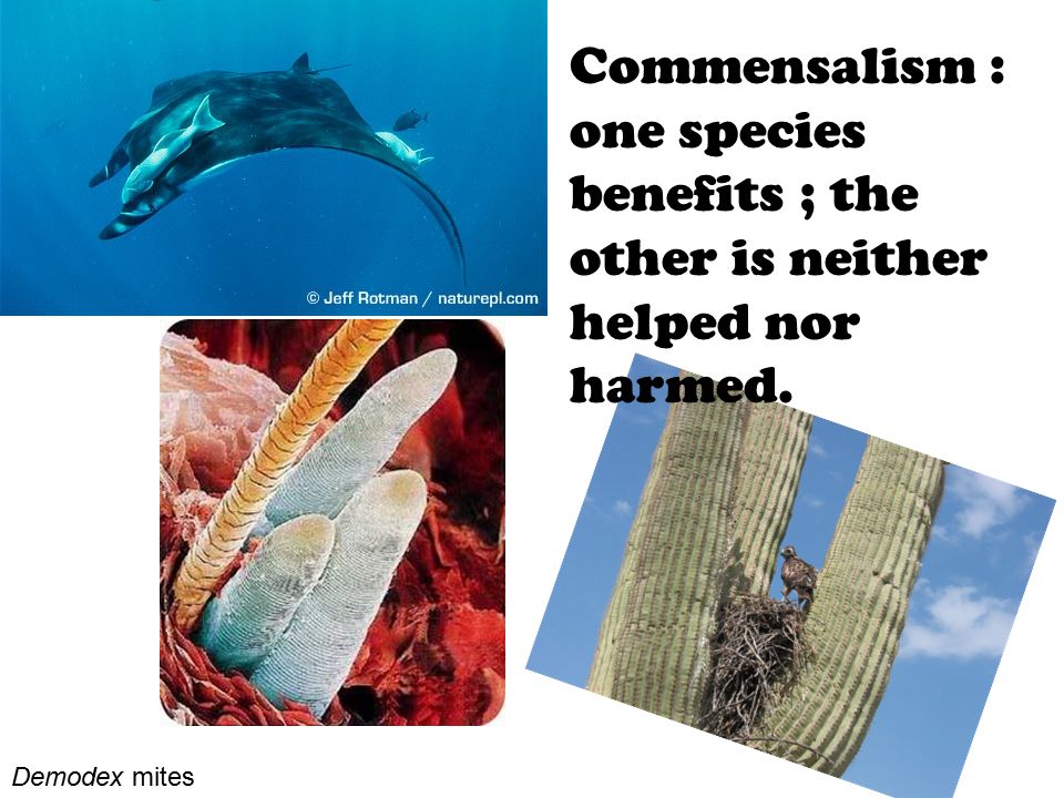 Commensalism : one species benefits ; the other is neither helped nor harmed.