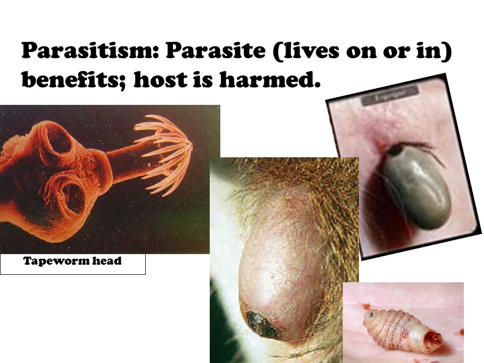 Parasitism: Parasite (lives on or in) benefits; host is harmed.