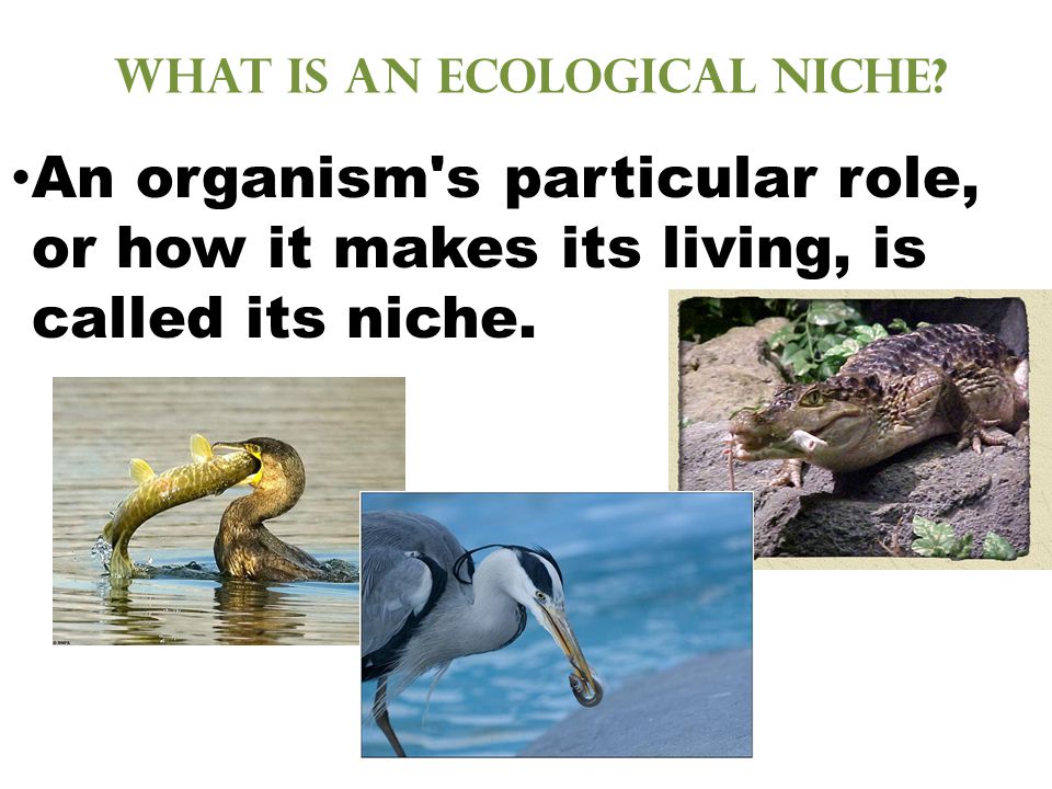 What is an ecological niche