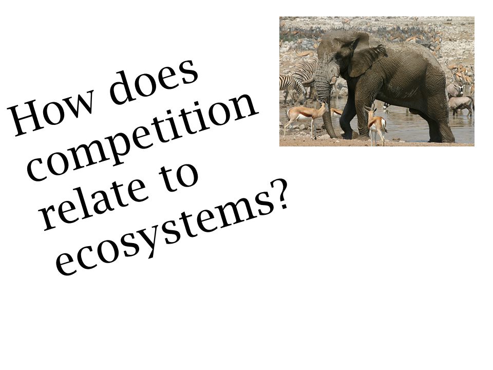 How does competition relate to ecosystems