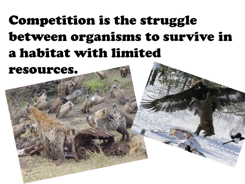Competition is the struggle between organisms to survive in a habitat with limited resources.