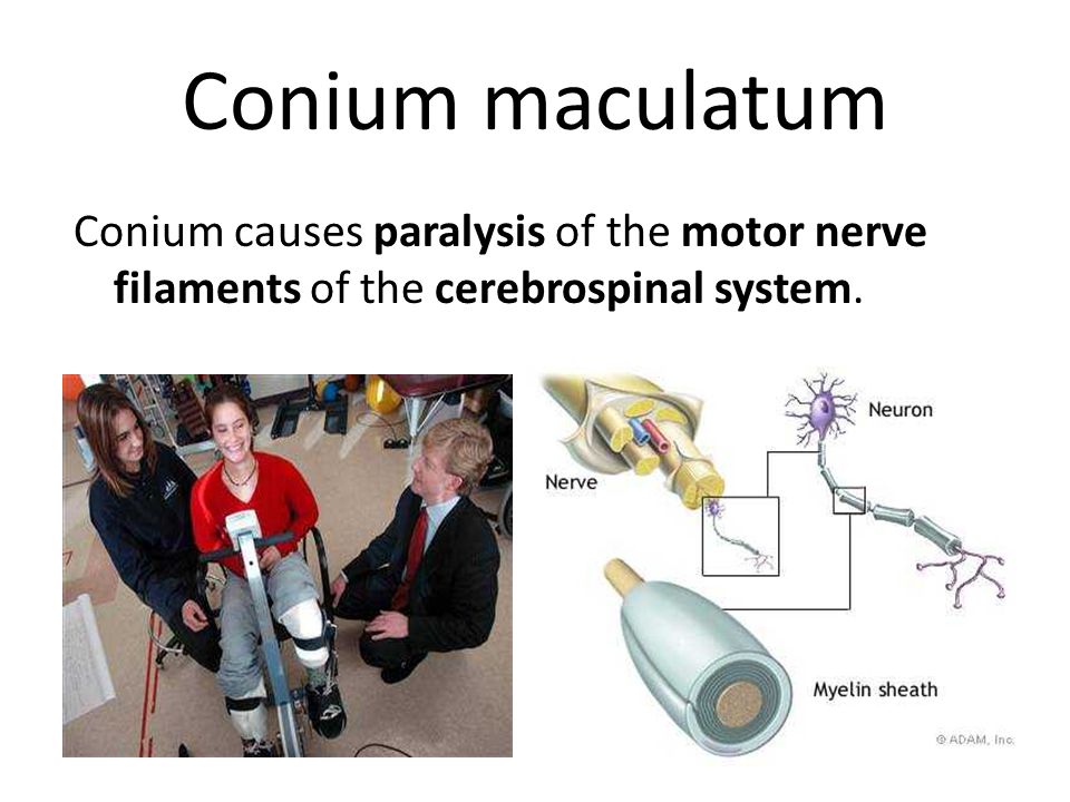 Conium maculatum Conium causes paralysis of the motor nerve filaments of the cerebrospinal system.
