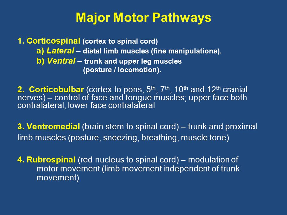 Motor Areas Pyramidal System Ppt Video Online Download