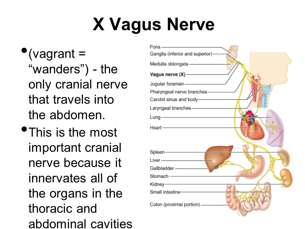 Книга блуждающий нерв. Нерв Vagus схема. Блуждающий нерв Vagus. Нервус вагус блуждающий нерв. Вагус анатомия.