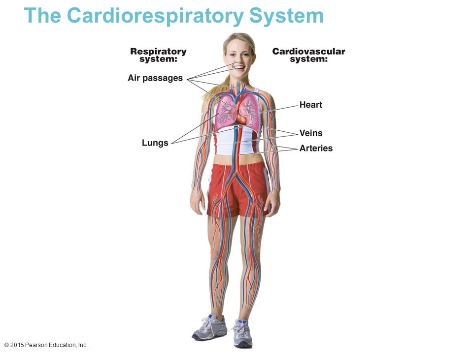 Alterations in Cardiovascular and Respiratory Systems