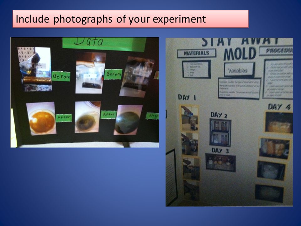 Include photographs of your experiment
