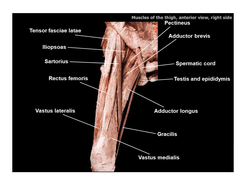 Iliopsoas Great saphenous vein Femoral nerve Sartorius Pectineus - ppt  video online download