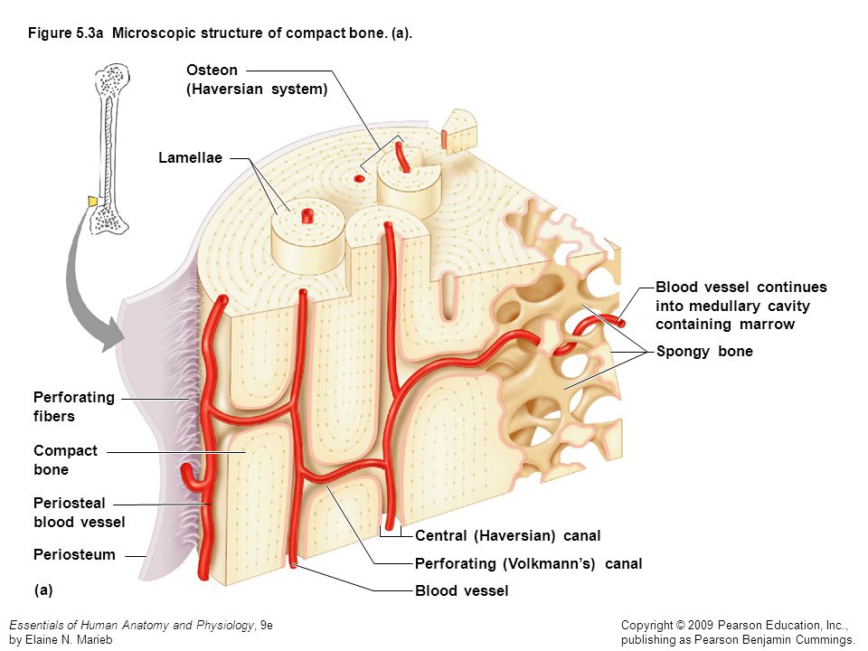 Spongy bone Proximal epiphysis Articular cartilage Epiphyseal line - ppt  video online download