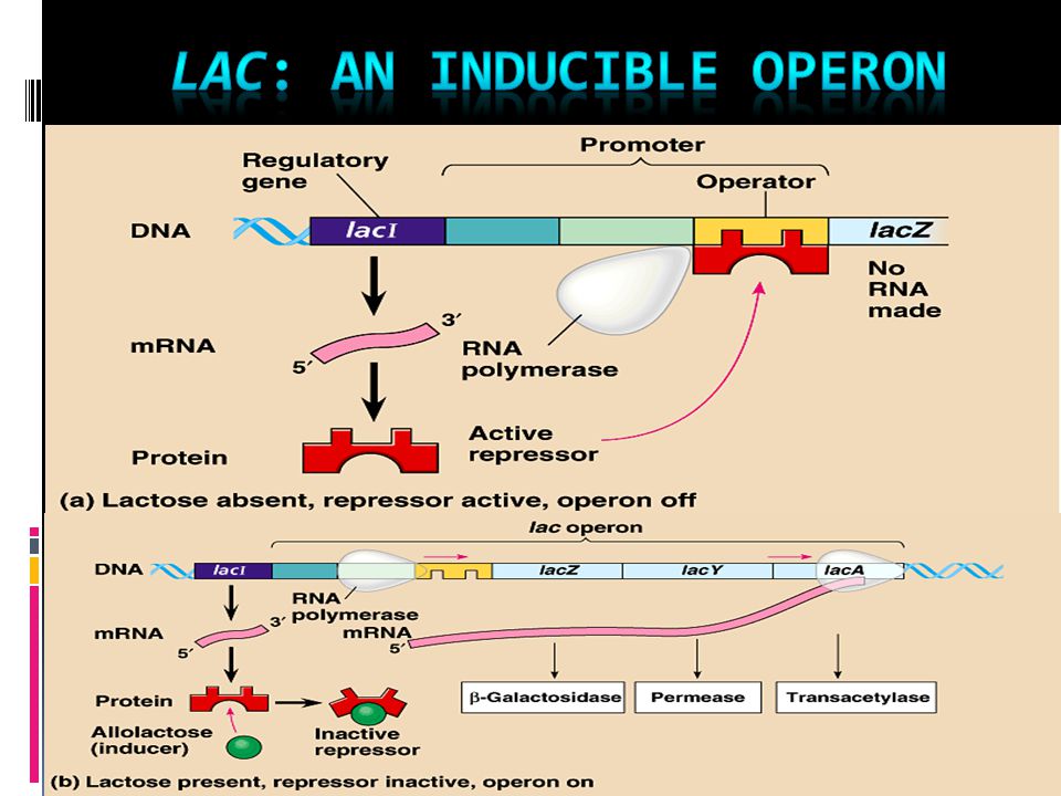 what is an inducible operon