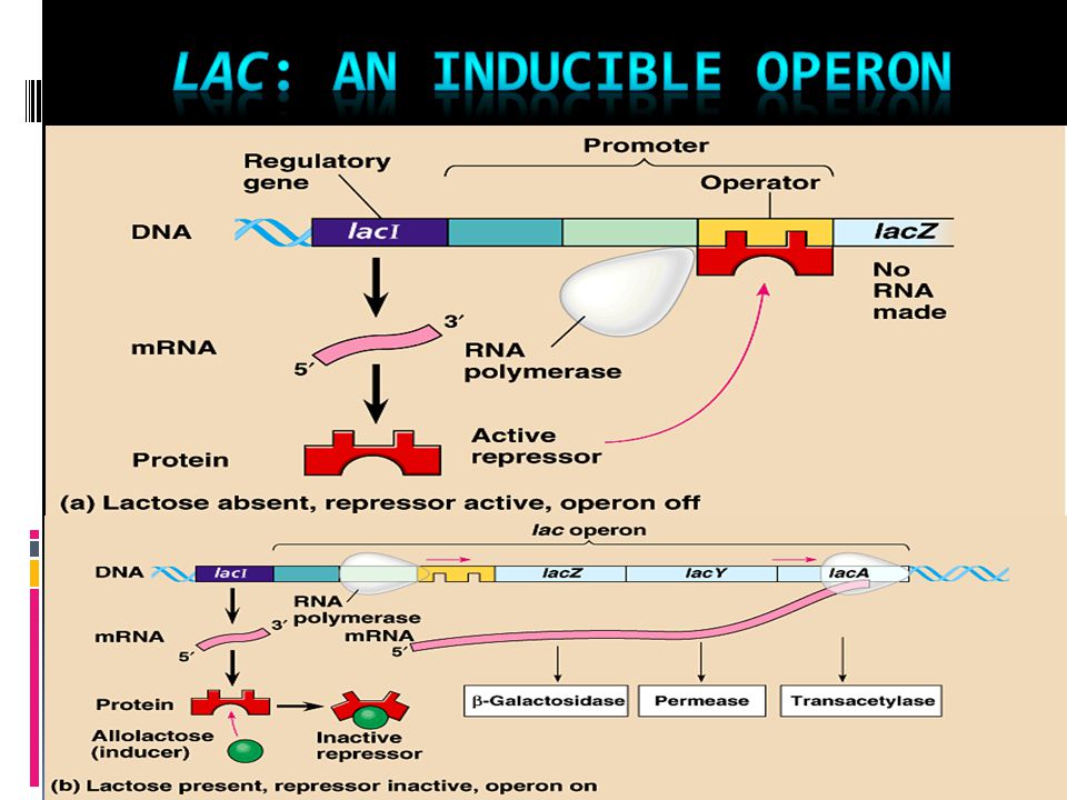 Лактозный оперон схема