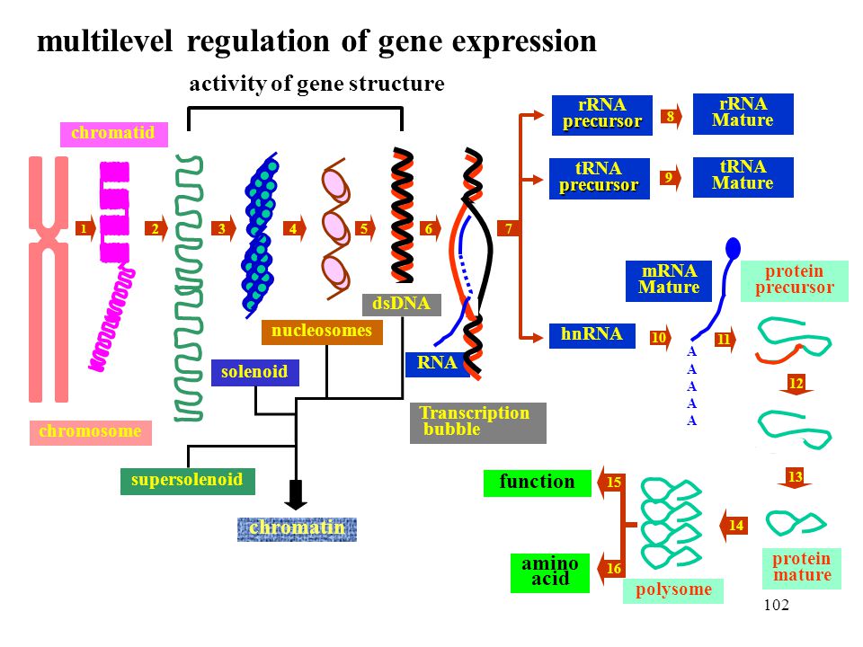 multilevel regulation of gene expression