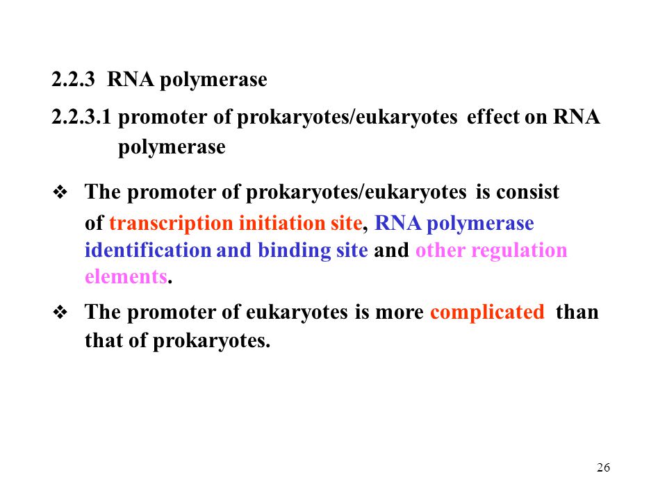 promoter of prokaryotes/eukaryotes effect on RNA polymerase