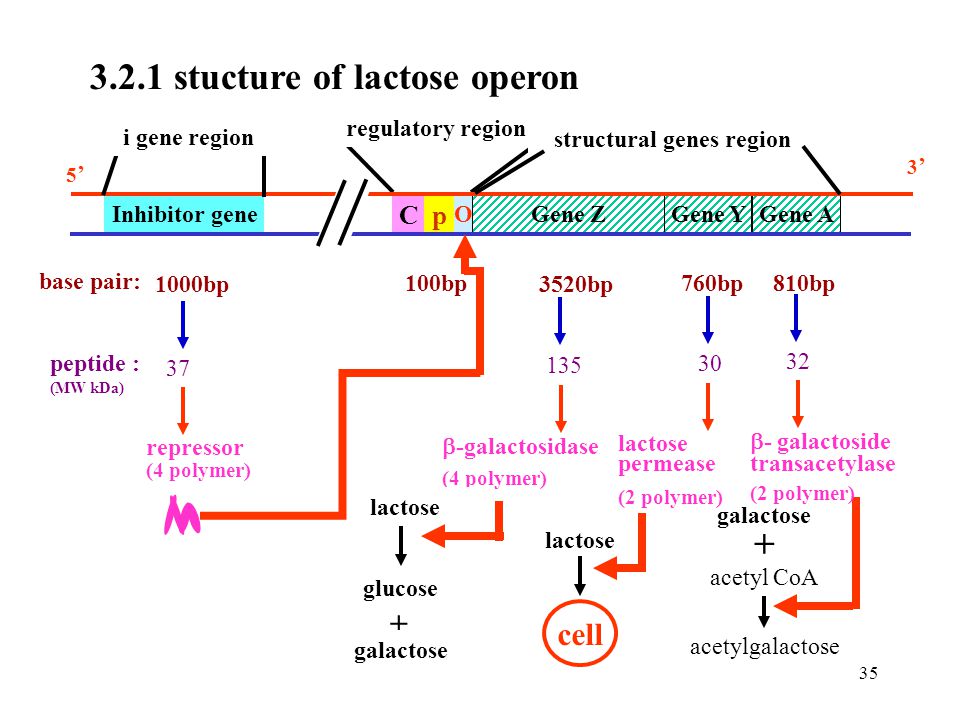 structural genes region