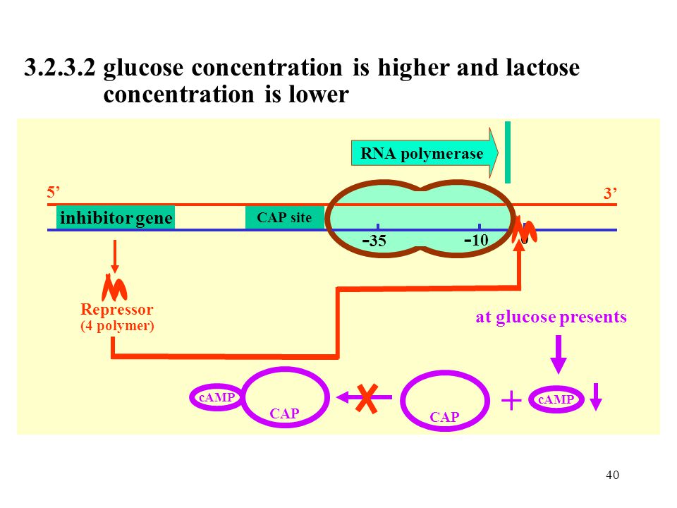 glucose concentration is higher and lactose
