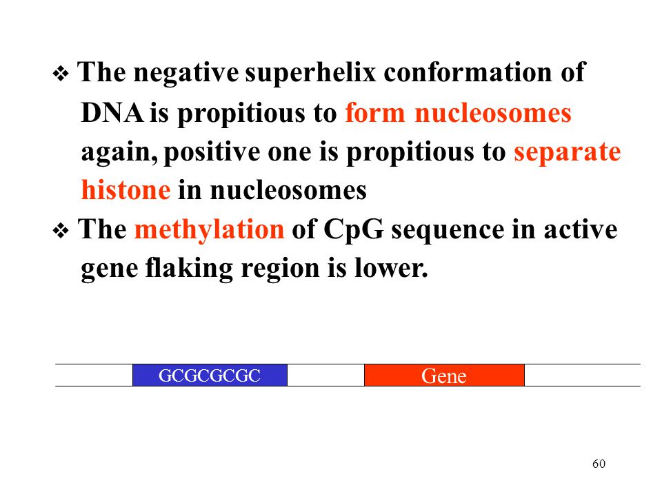 DNA is propitious to form nucleosomes