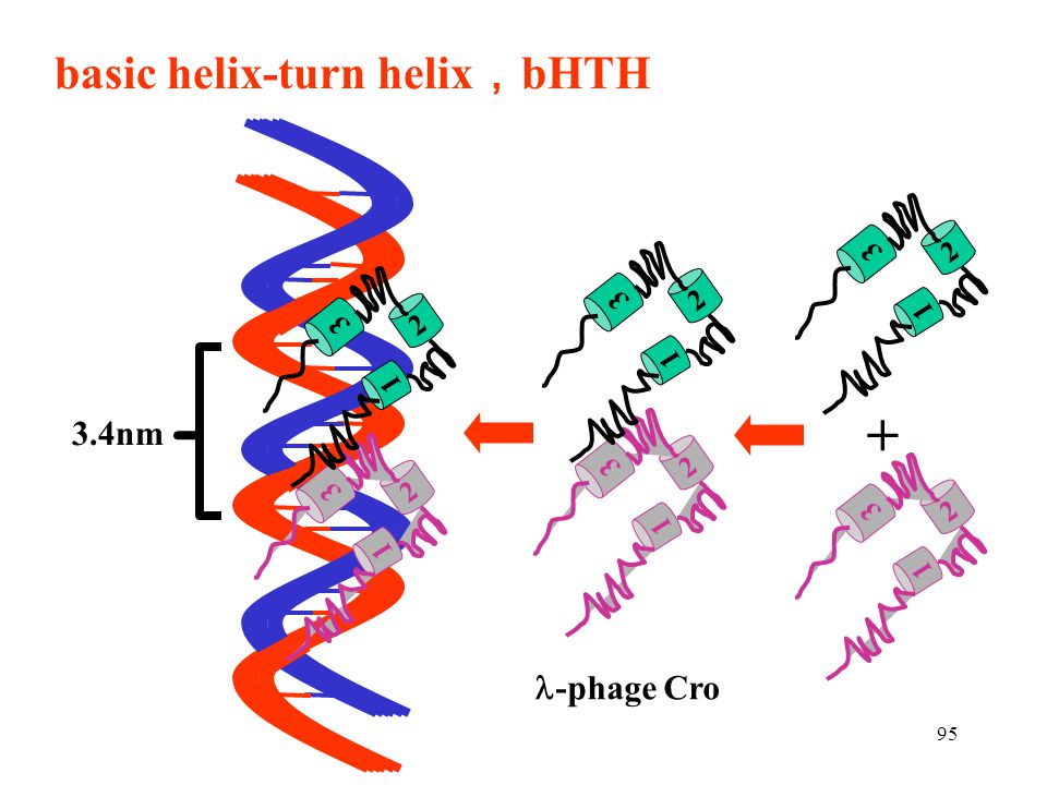 basic helix-turn helix，bHTH