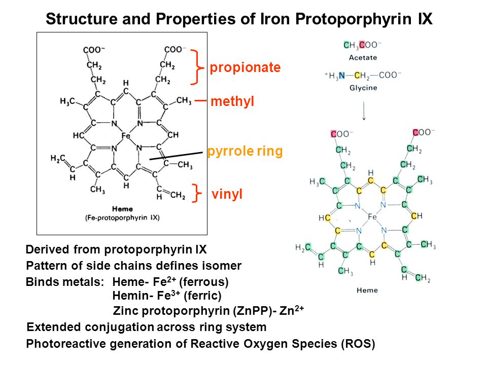 Porphyrin Metabolism. - ppt video online download