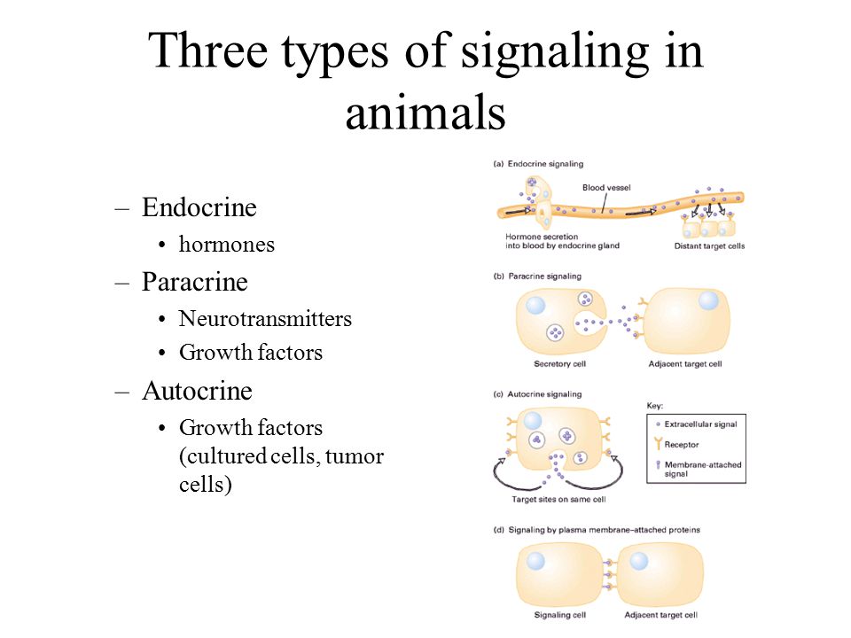 Cell signalling 26 March ppt download