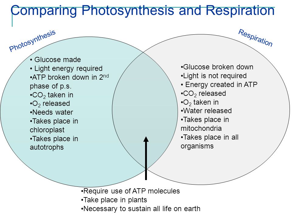 compare photosynthesis and cellular respiration
