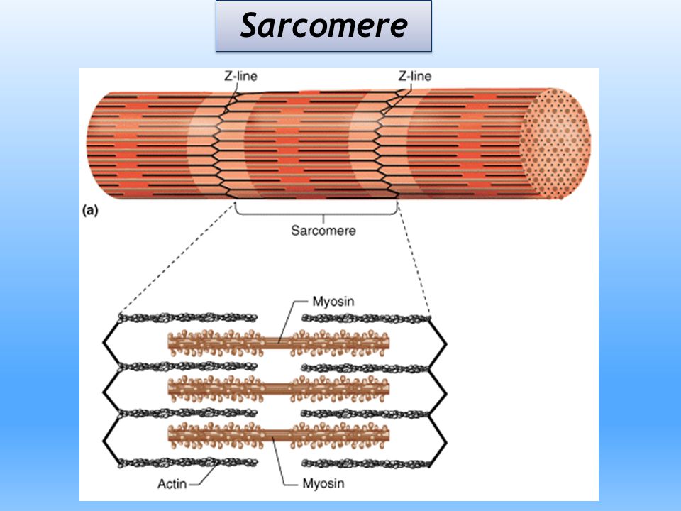 Каким номером на рисунке обозначена миофибрилла. Строение мышечного волокна саркомер. Саркомер гистология. Строение миофибриллы мышечного волокна. Мышечная ткань строение саркомера.