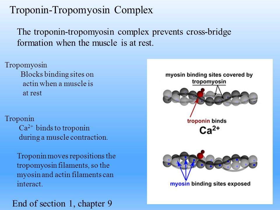 Тропонин анализ цена. Строение тропонина. Тропонин и тропомиозин. Структура тропонина. Комплекс тропонина.
