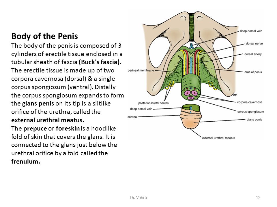 penisii tubulari ce trebuie făcut pentru a preveni puterea penisului