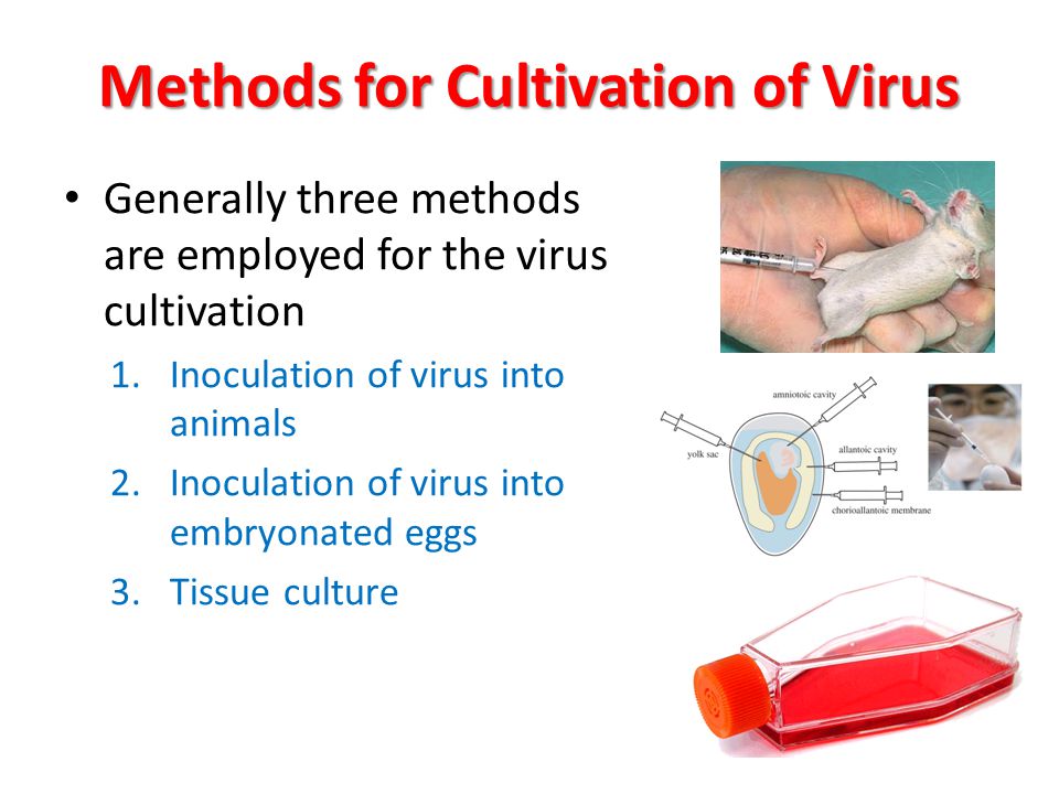 Kinito pet вирус. Cell cultivation. Primary Cell Culture. Inoculation Culture. Вирус Rabbit внешний вид.