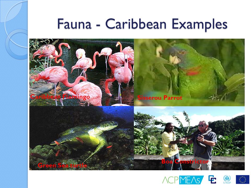Fauna - Caribbean Examples