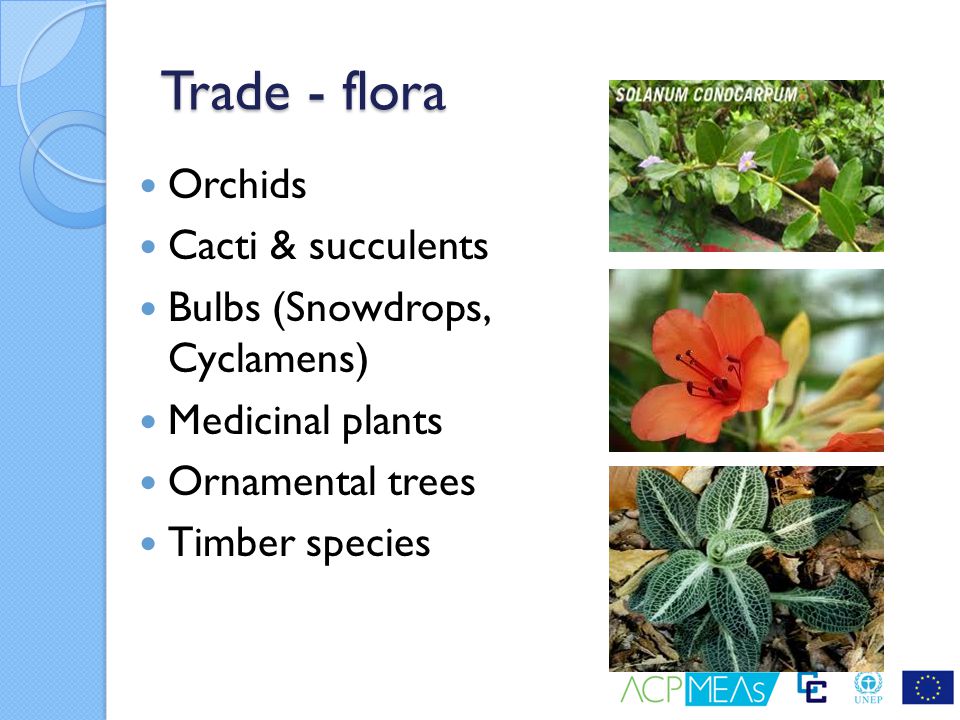 Trade - flora Orchids Cacti & succulents Bulbs (Snowdrops, Cyclamens)