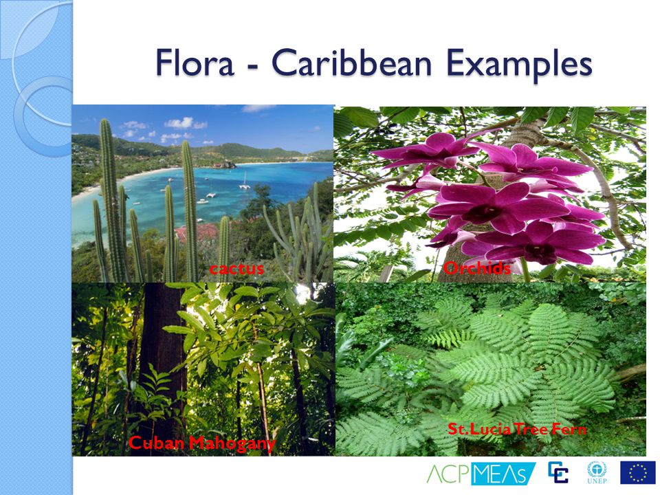 Flora - Caribbean Examples