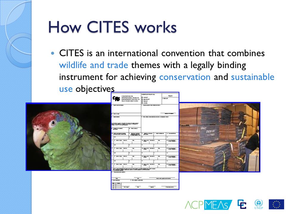 How CITES works