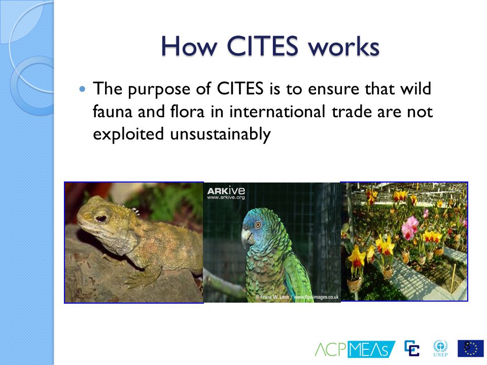 How CITES works The purpose of CITES is to ensure that wild fauna and flora in international trade are not exploited unsustainably.