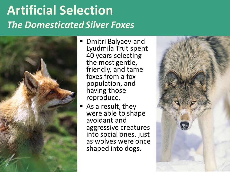 Artificial Selection The Domesticated Silver Foxes