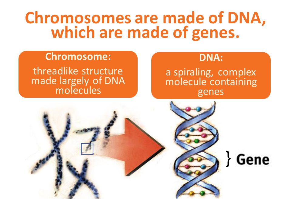 Chromosomes are made of DNA, which are made of genes.