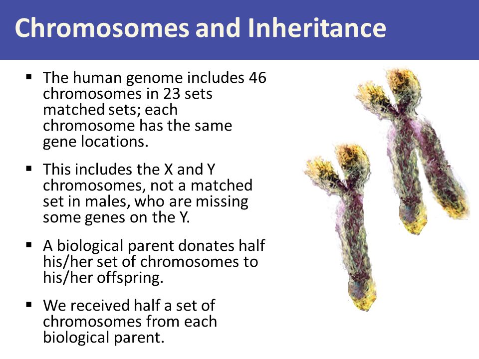 Chromosomes and Inheritance