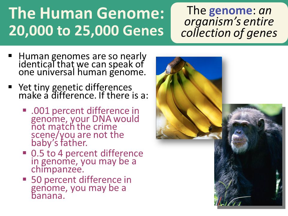 The Human Genome: 20,000 to 25,000 Genes