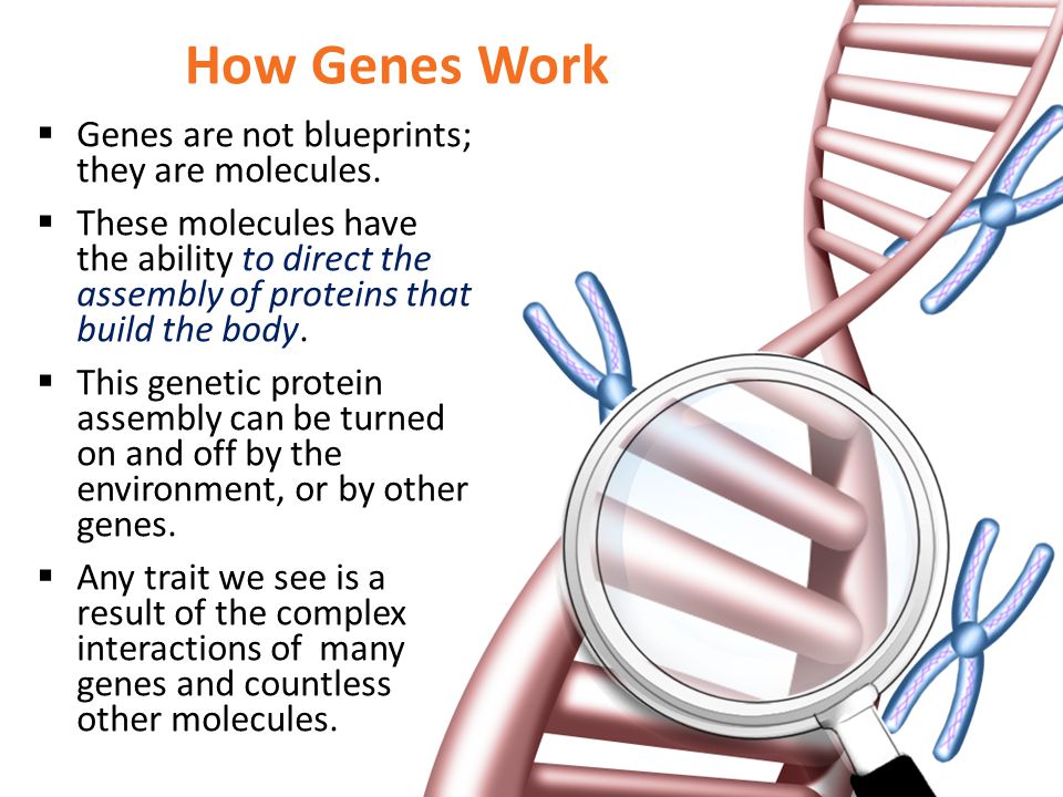 How Genes Work Genes are not blueprints; they are molecules.